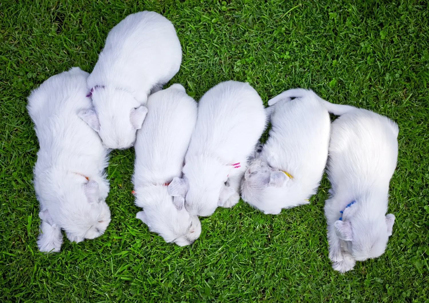 Buying a Schnauzer puppy means taking responsibility! Buy Schnauzer puppies.