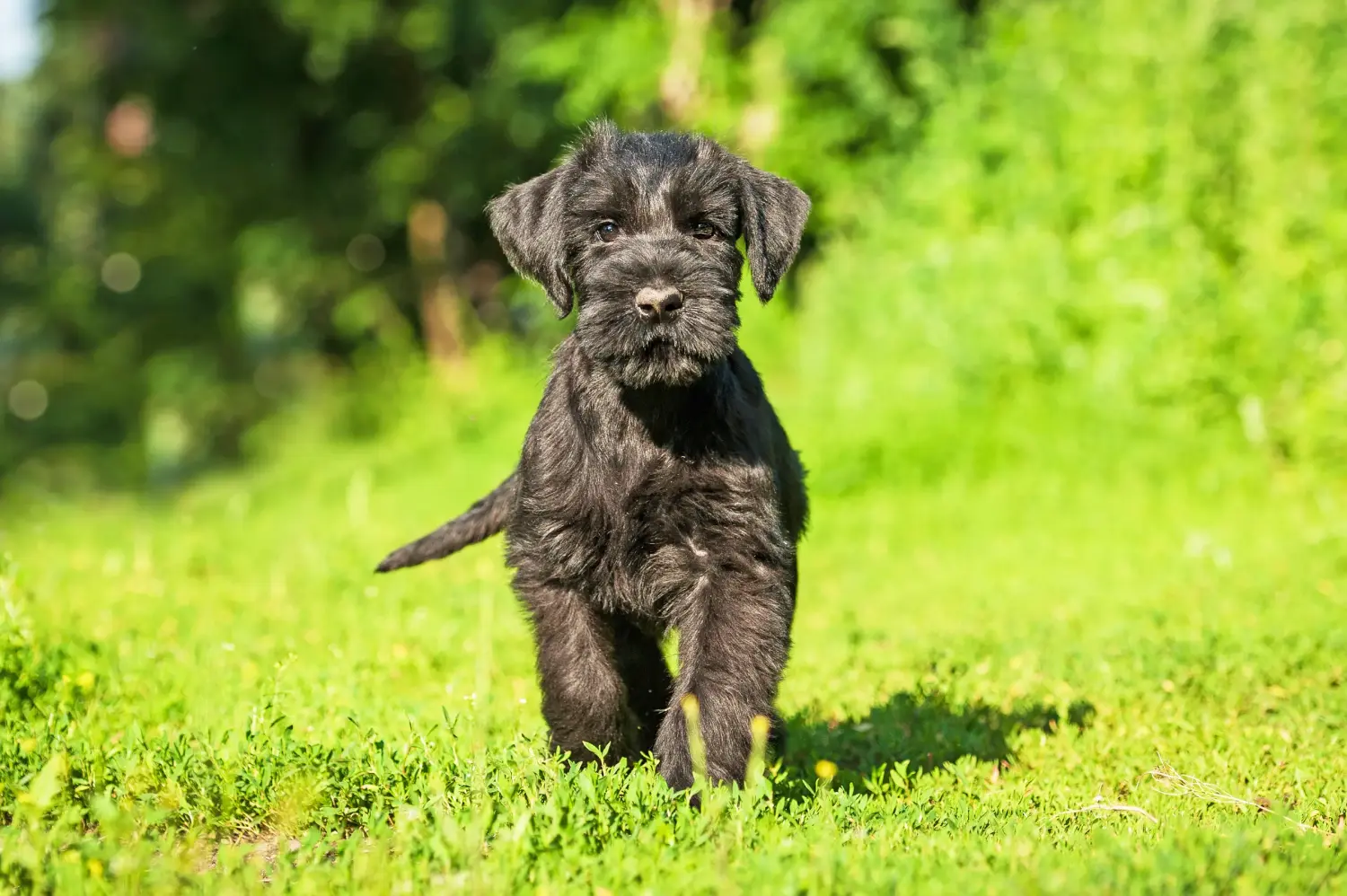 Buying a Schnauzer puppy means taking responsibility! Buy Schnauzer puppies.