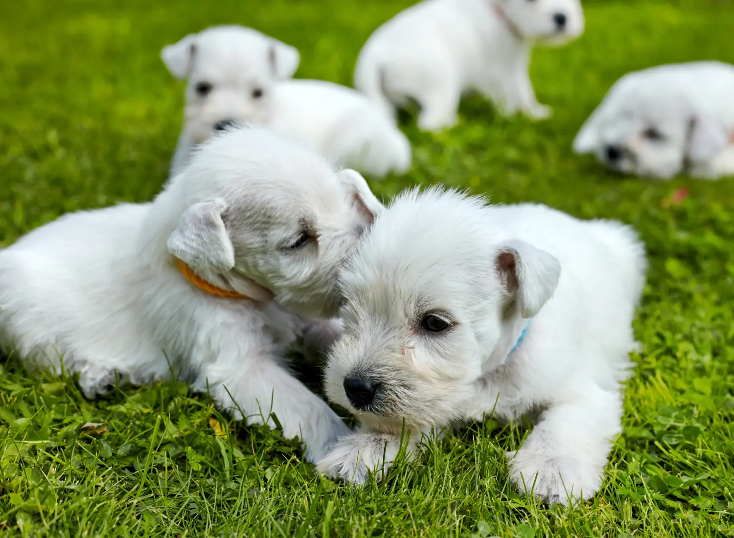 Buying a Schnauzer puppy means taking responsibility! Buy Schnauzer puppies.