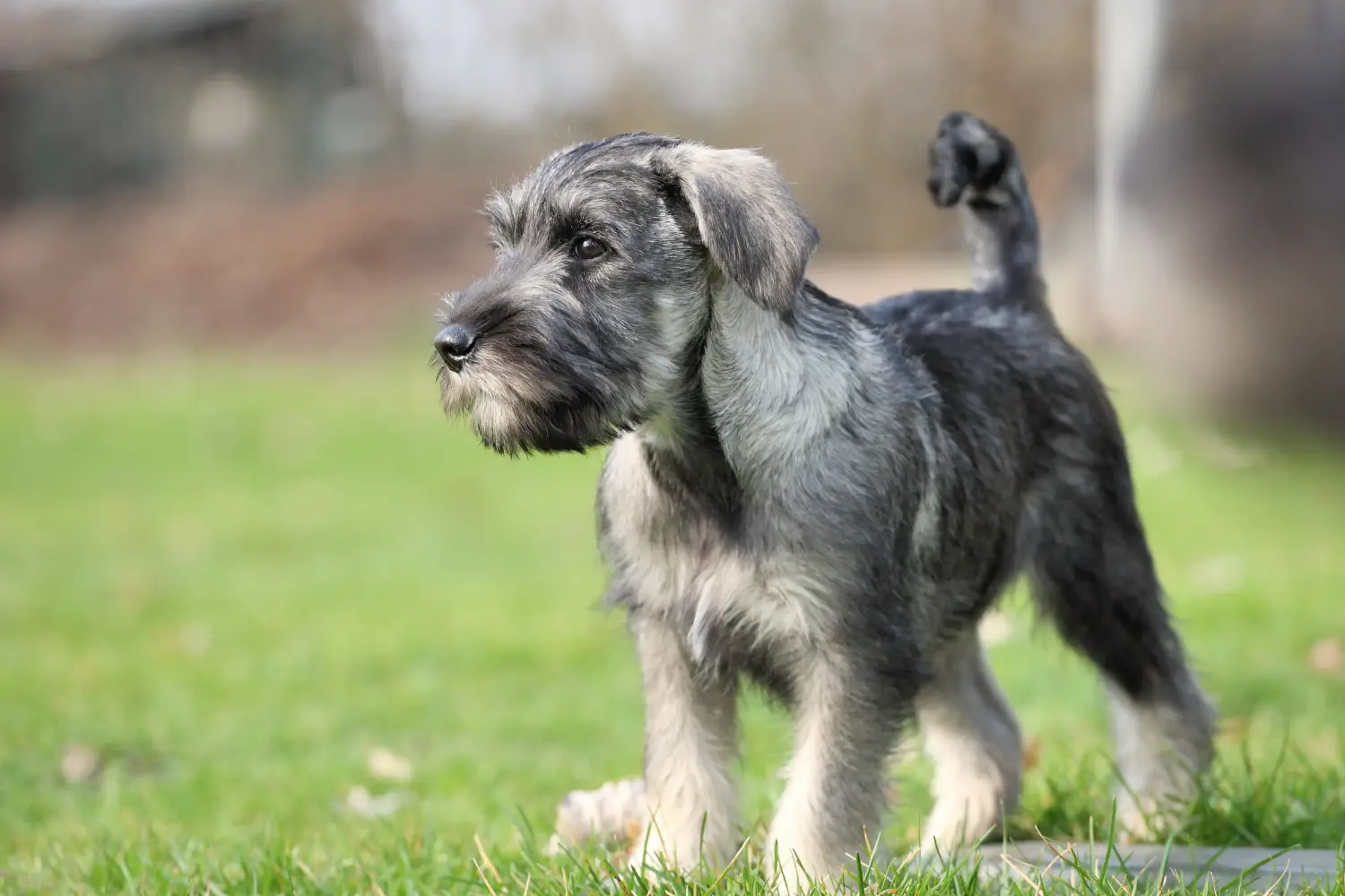 Buying a Schnauzer puppy means taking responsibility! Buy Schnauzer puppies.