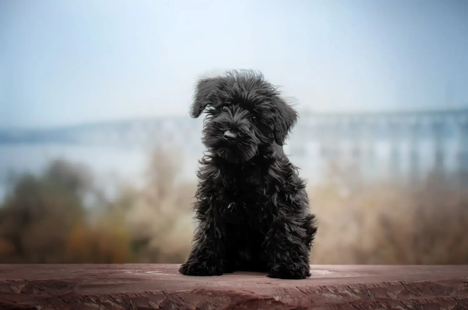 Buying a Schnauzer puppy means taking responsibility! Buy Schnauzer puppies.