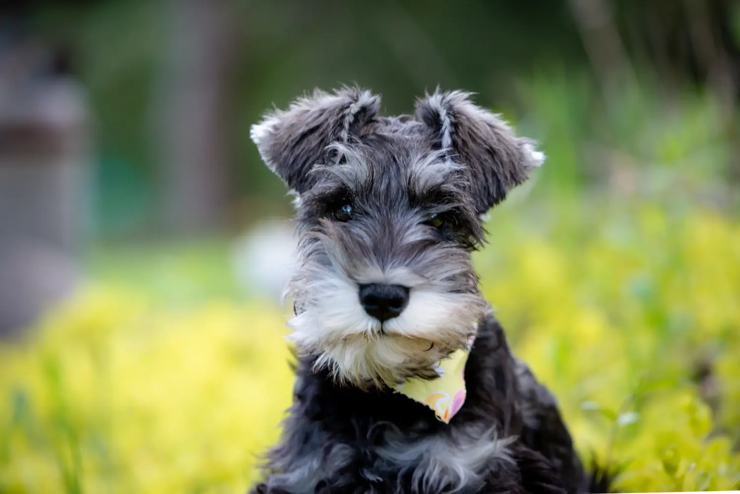 Buying a Schnauzer puppy means taking responsibility! Buy Schnauzer puppies.