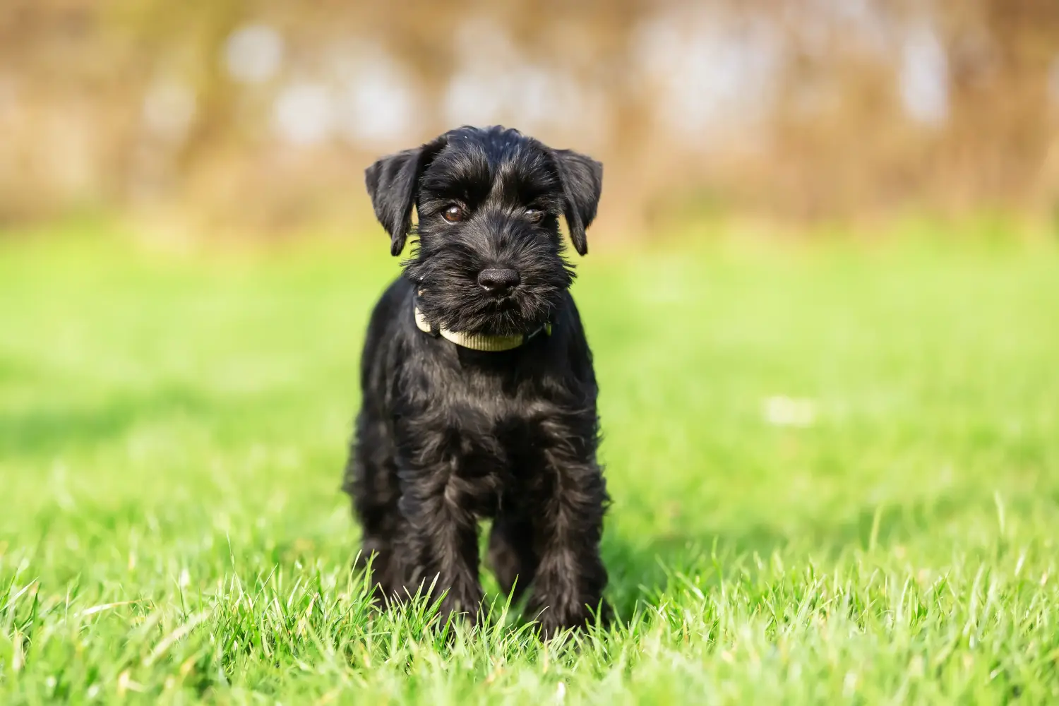 Buying a Schnauzer puppy means taking responsibility! Buy Schnauzer puppies.