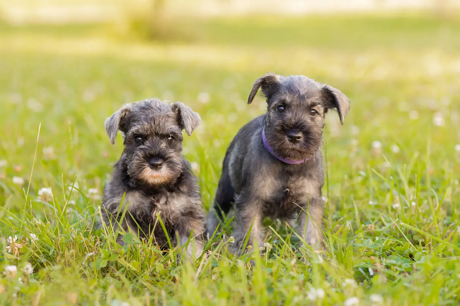 Buying a Schnauzer puppy means taking responsibility! Buy Schnauzer puppies.