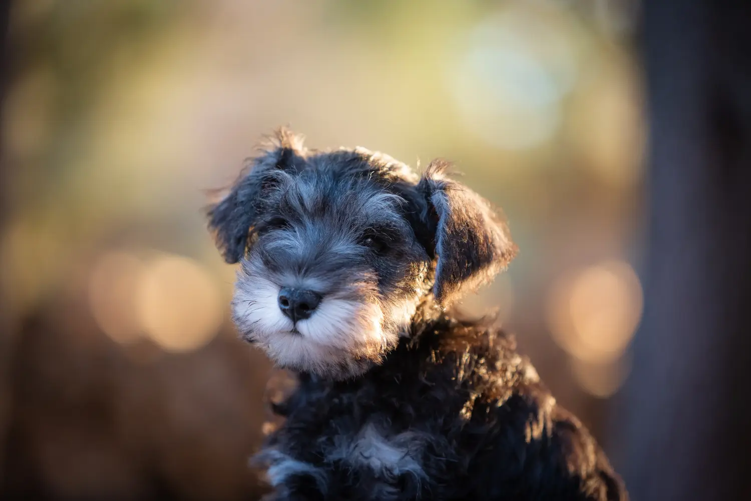 Buying a Schnauzer puppy means taking responsibility! Buy Schnauzer puppies.