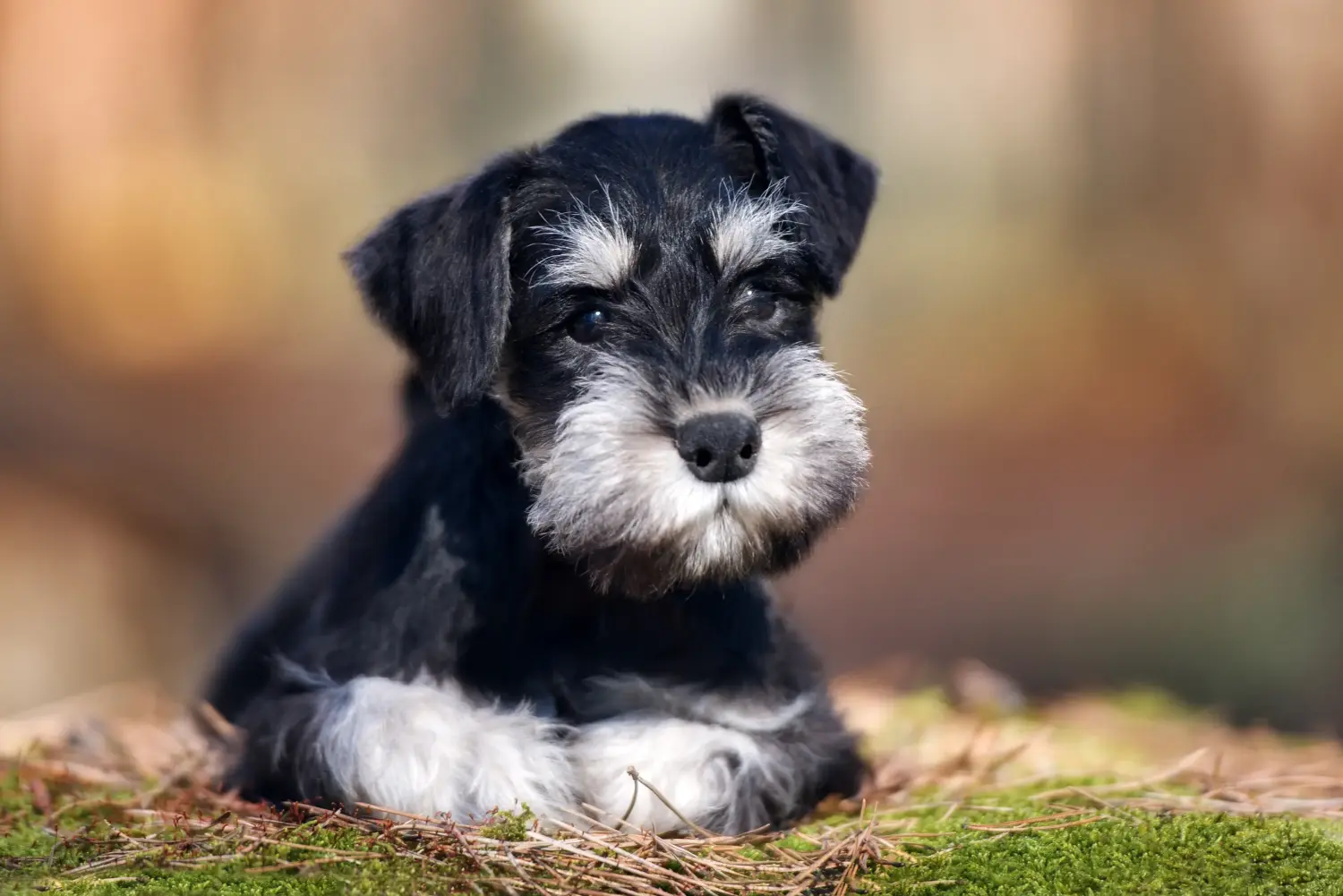 Buying a Schnauzer puppy means taking responsibility! Buy Schnauzer puppies.