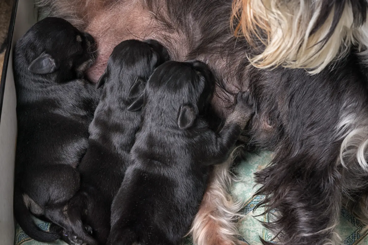 Buying a Schnauzer puppy means taking responsibility! Buy Schnauzer puppies.