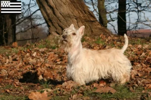 Read more about the article Scottish Terrier breeders and puppies in Brittany