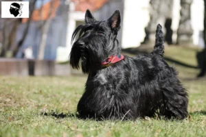 Read more about the article Scottish Terrier breeders and puppies in Corsica