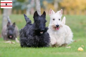 Read more about the article Scottish Terrier breeders and puppies in Drenthe