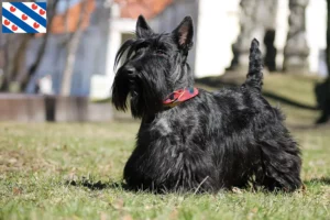 Read more about the article Scottish Terrier breeders and puppies in Friesland