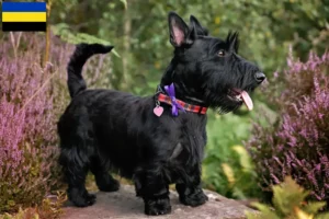 Read more about the article Scottish Terrier breeders and puppies in Gelderland
