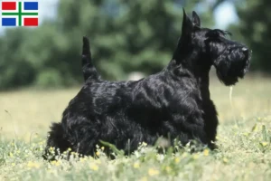 Read more about the article Scottish Terrier breeders and puppies in Groningen