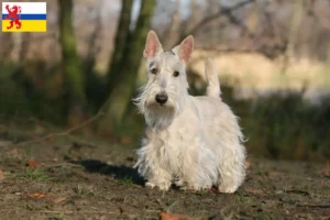 Read more about the article Scottish Terrier breeders and puppies in Limburg