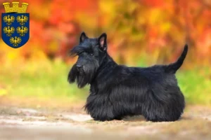 Read more about the article Scottish Terrier breeders and puppies in Lower Austria