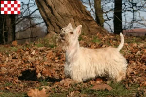Read more about the article Scottish Terrier breeders and puppies in North Brabant