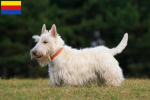 Read more about the article Scottish Terrier breeders and puppies in North Holland