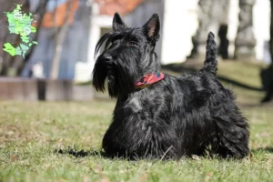 Read more about the article Scottish Terrier breeders and puppies in Sjælland