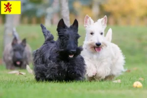 Read more about the article Scottish Terrier breeders and puppies in South Holland
