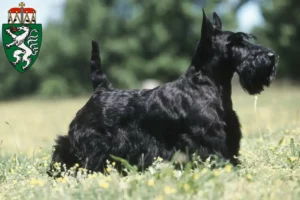 Read more about the article Scottish Terrier breeders and puppies in Styria