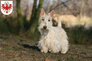 Read more about the article Scottish Terrier breeders and puppies in Tyrol