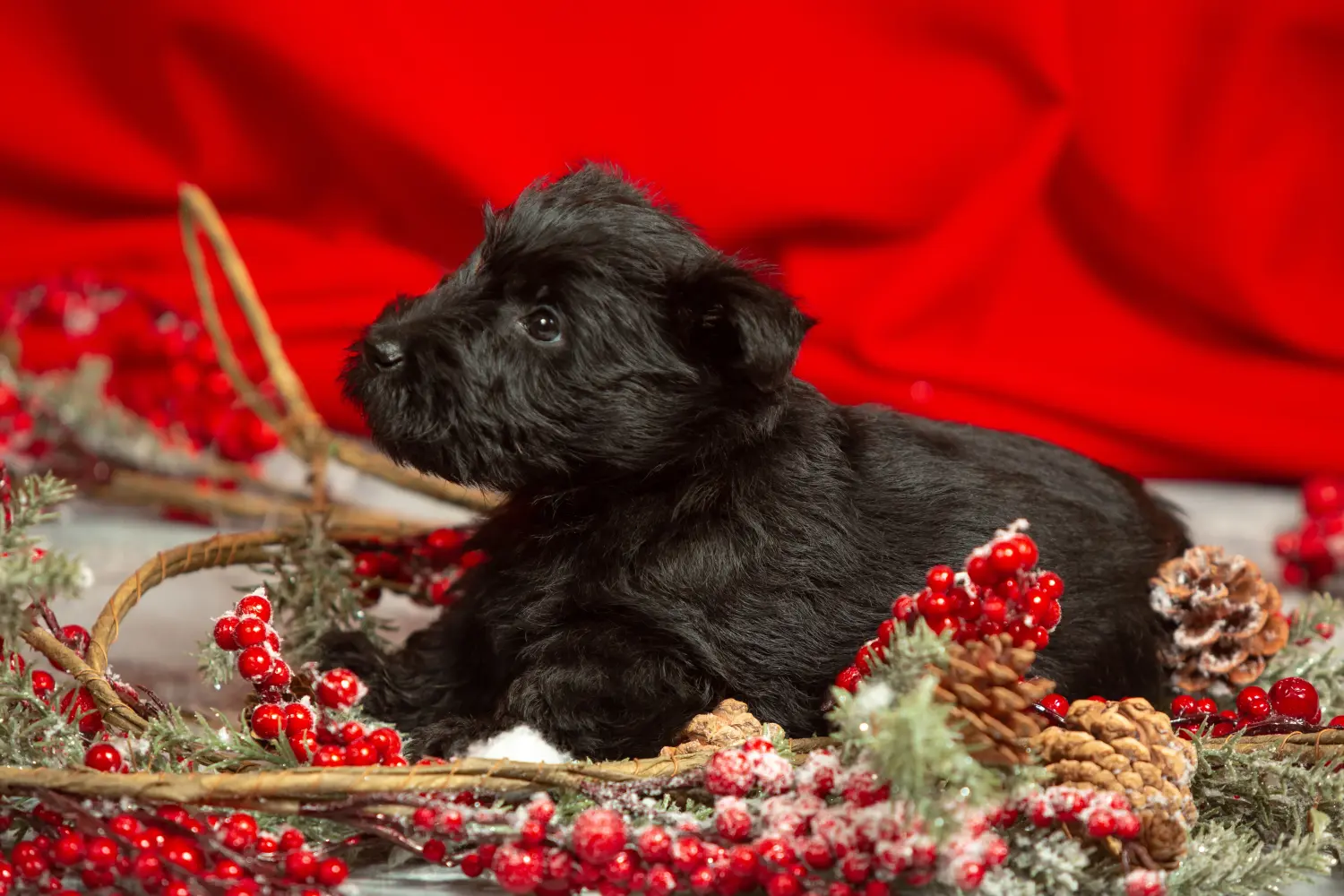 Buying a Scottish Terrier puppy means taking responsibility! Buy Scottish Terrier puppies.