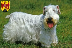 Read more about the article Sealyham Terrier breeders and puppies in Burgenland