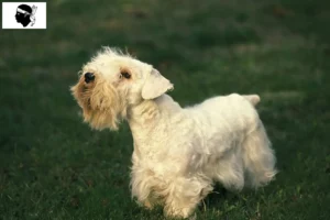 Read more about the article Sealyham Terrier breeders and puppies in Corsica