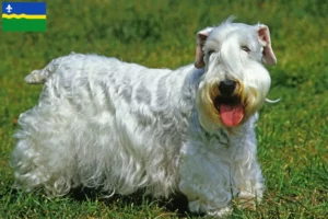 Read more about the article Sealyham Terrier breeders and puppies in Flevoland