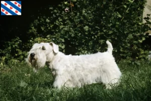 Read more about the article Sealyham Terrier breeders and puppies in Friesland