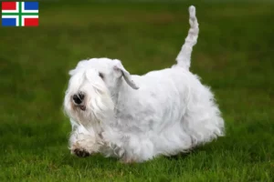 Read more about the article Sealyham Terrier breeders and puppies in Groningen