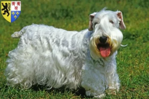 Read more about the article Sealyham Terrier breeders and puppies in Hauts-de-France
