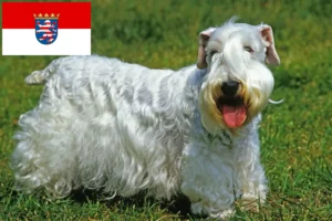 Read more about the article Sealyham Terrier breeders and puppies in Hessen