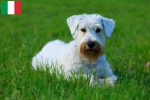 Read more about the article Sealyham Terrier breeders and puppies in Italy