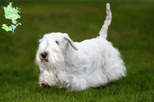 Read more about the article Sealyham Terrier breeders and puppies in Sjælland
