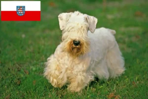Read more about the article Sealyham Terrier breeders and puppies in Thuringia