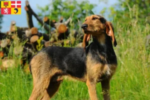 Read more about the article Segugio Italiano breeders and puppies in Auvergne-Rhône-Alpes