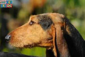 Read more about the article Segugio Italiano breeders and puppies in Bourgogne-Franche-Comté