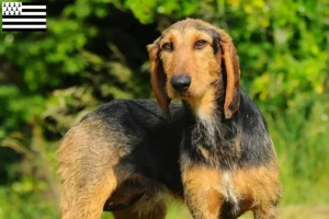 Read more about the article Segugio Italiano breeders and puppies in Brittany