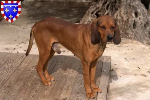 Read more about the article Segugio Italiano breeders and puppies in Centre-Val de Loire