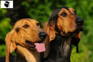 Read more about the article Segugio Italiano breeders and puppies in Corsica