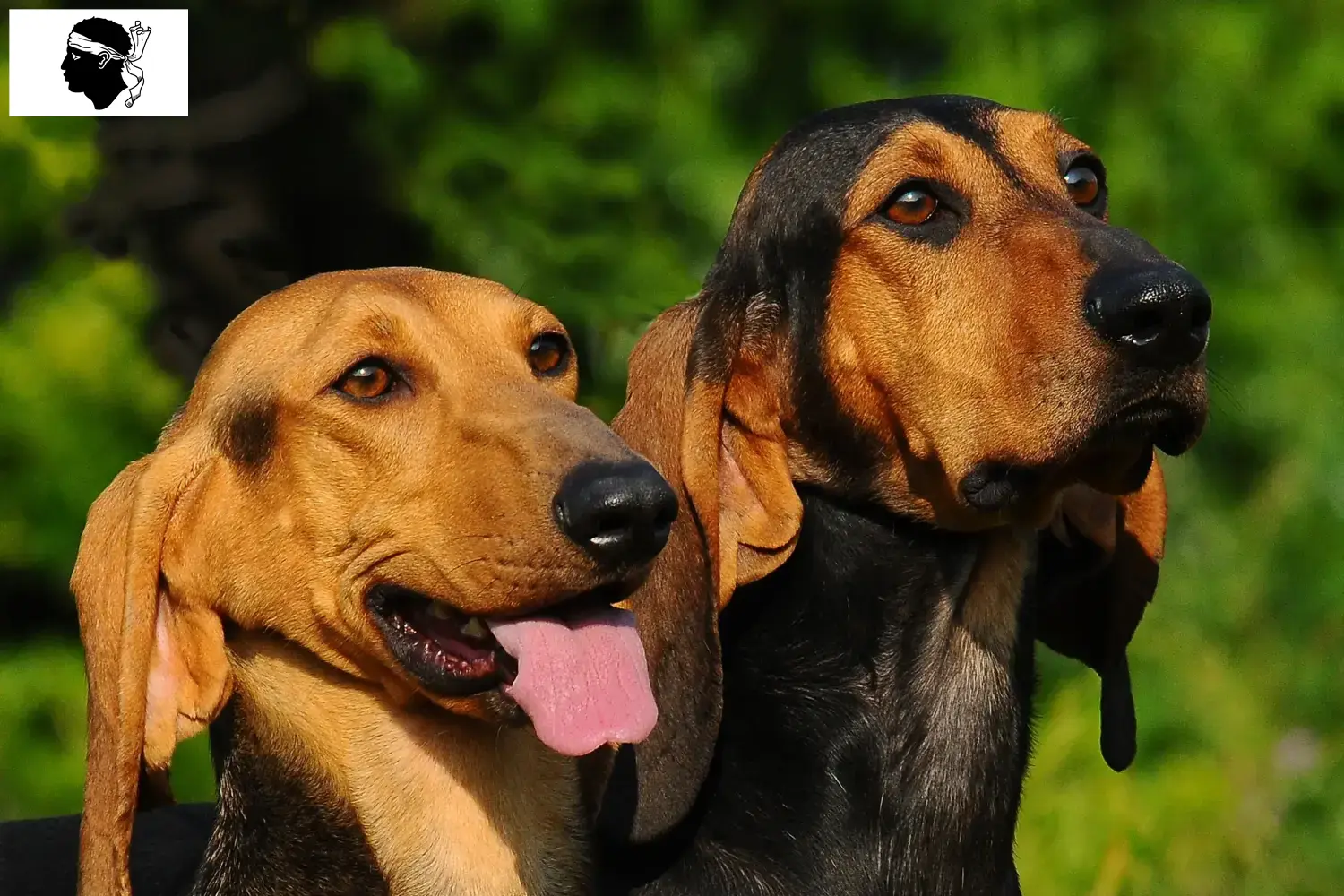 Read more about the article Segugio Italiano breeders and puppies in Corsica