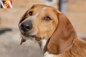 Read more about the article Segugio Italiano breeders and puppies in Grand Est