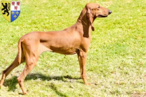Read more about the article Segugio Italiano breeders and puppies in Hauts-de-France