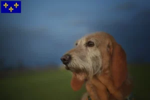 Read more about the article Segugio Italiano breeders and puppies in Île-de-France