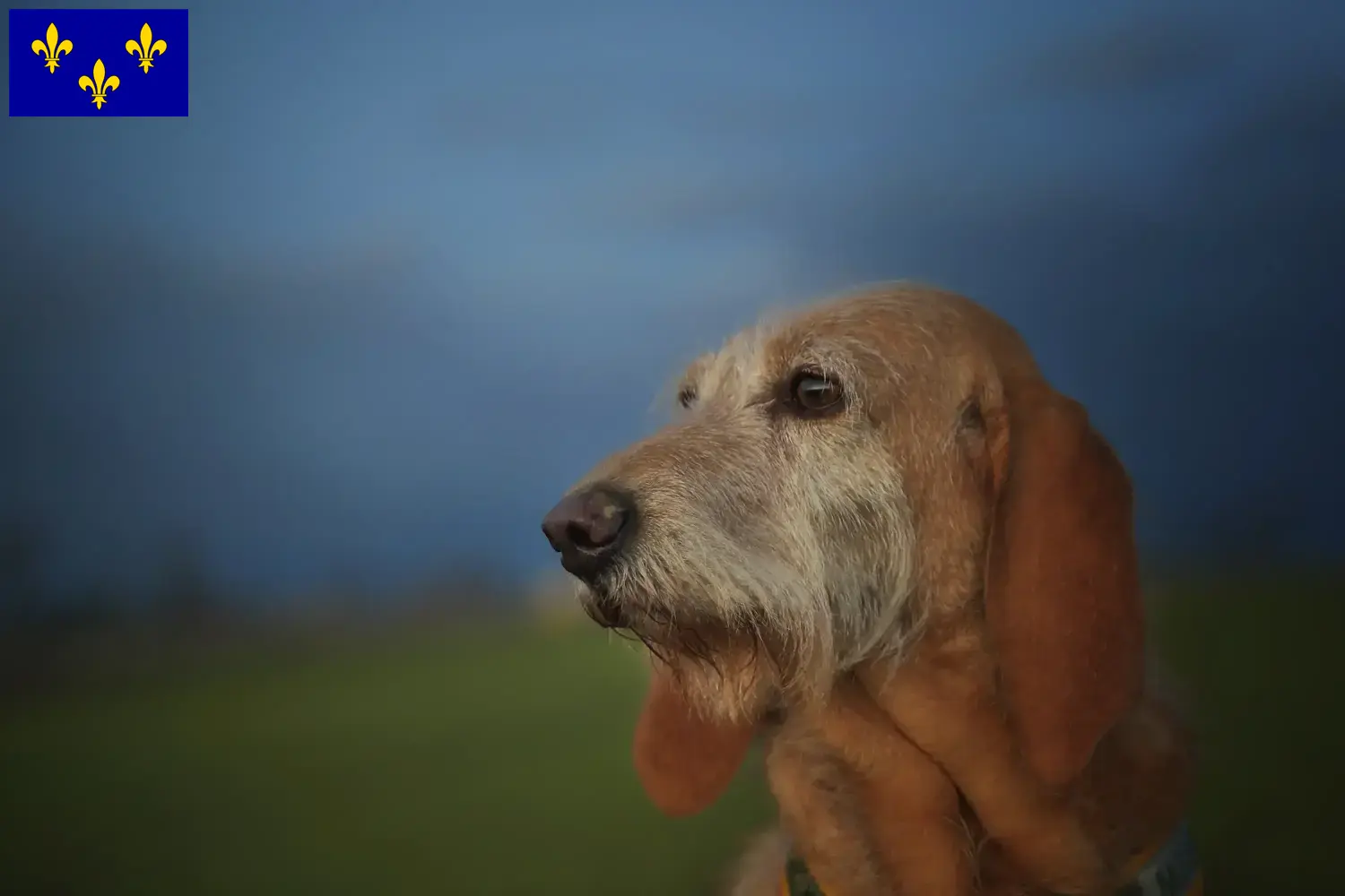 Read more about the article Segugio Italiano breeders and puppies in Île-de-France