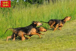 Read more about the article Segugio Italiano breeders and puppies in Normandy