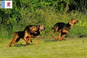 Read more about the article Segugio Italiano breeders and puppies in Nouvelle-Aquitaine