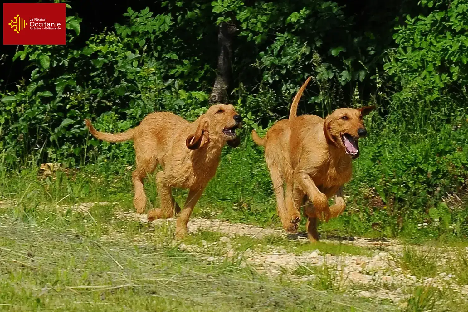 Read more about the article Segugio Italiano breeders and puppies in Occitania