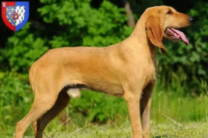 Read more about the article Segugio Italiano breeders and puppies in Pays de la Loire